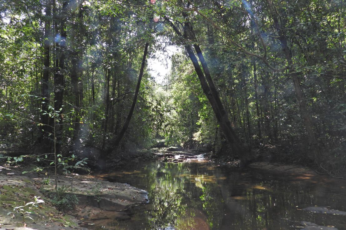 Makandawa Rain Forest