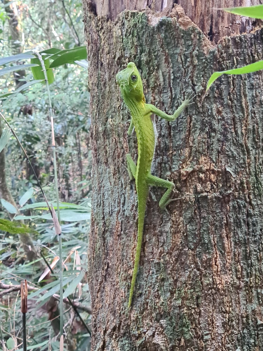 Kanneliya Forest Reserve