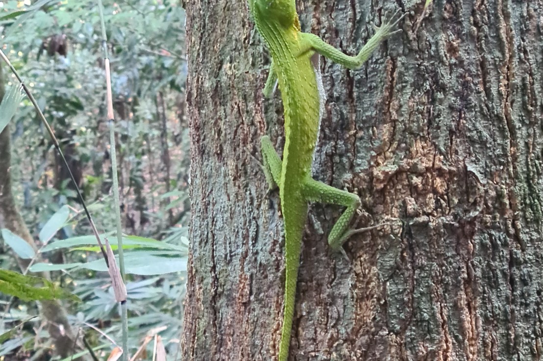 Kanneliya Forest Reserve